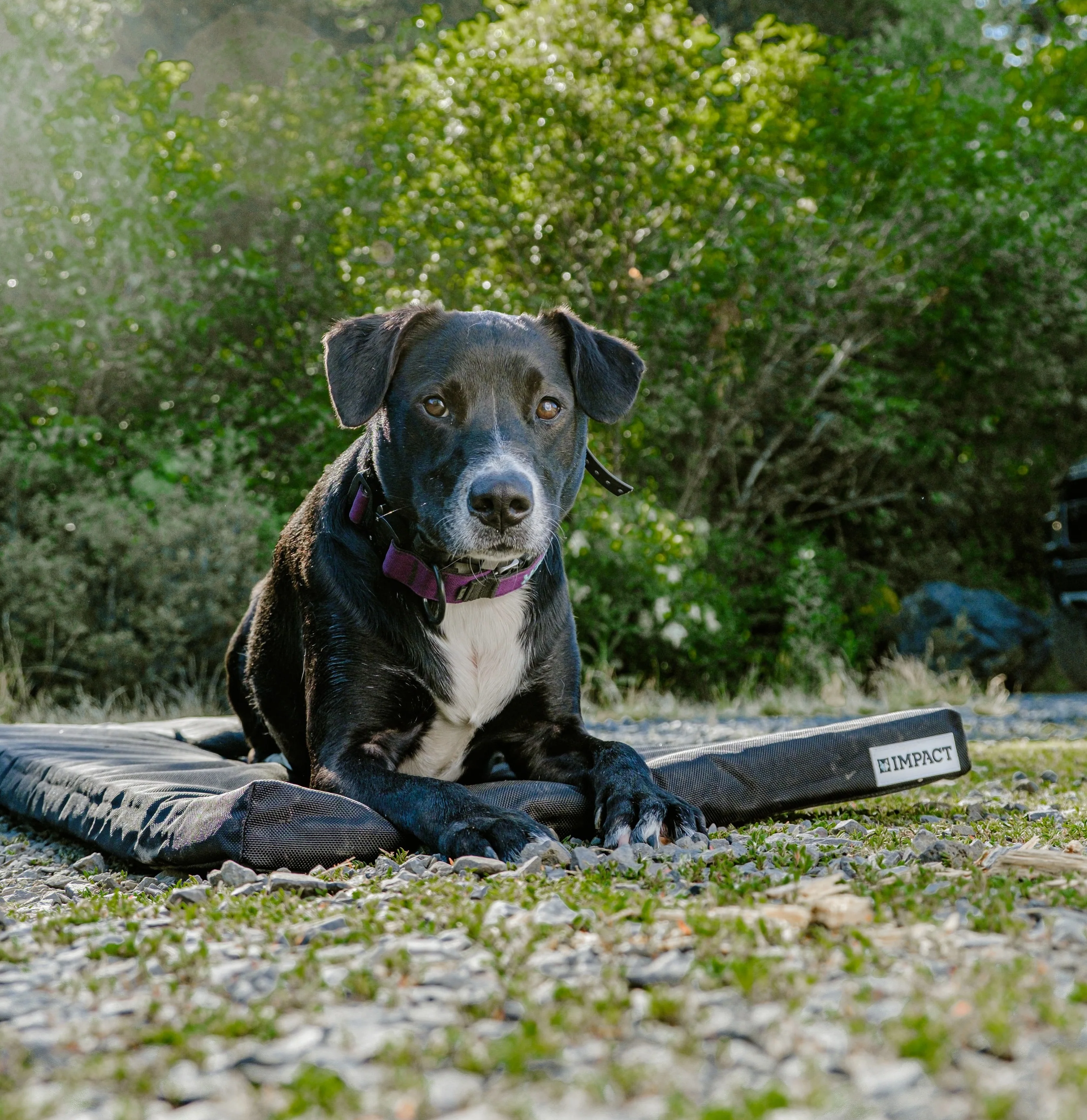 Impact Orthopedic Dog Crate Pad - Image 5